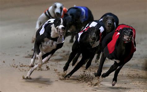 paddy power greyhound|Greyhound Racing Betting Tips & Previews » Paddy Power News.